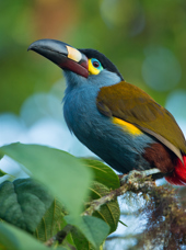 Plate billed Mountain Toucan