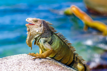 colombia - colombia_tayrona_dyr_01