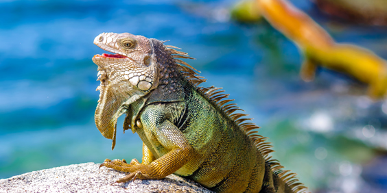 colombia - colombia_tayrona_dyr_01