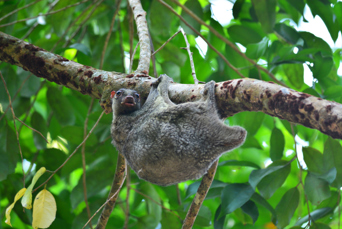 borneo_flyvende lemur_01
