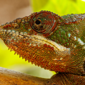 Madagaskar 5