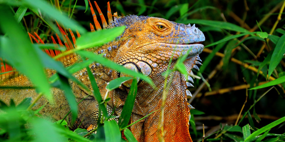 costa rica - Sierpe river_groen iguana_01