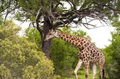 sydafrika - sydafrika_natur_giraf_01