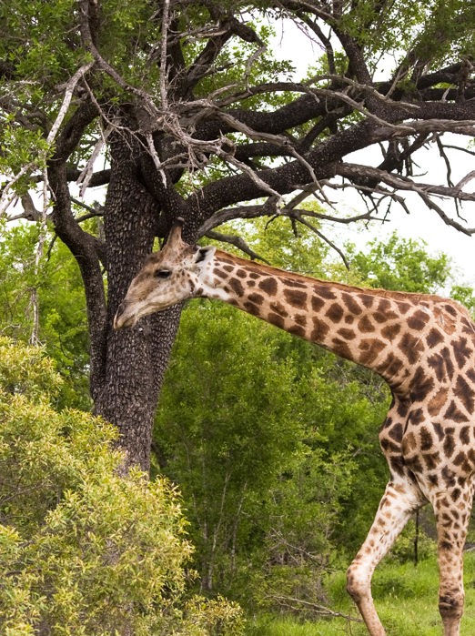 sydafrika - sydafrika_natur_giraf_01