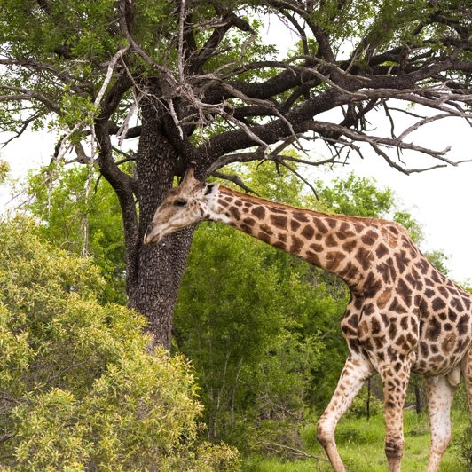 sydafrika - sydafrika_natur_giraf_01