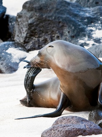 galapagos_soeloeve_05