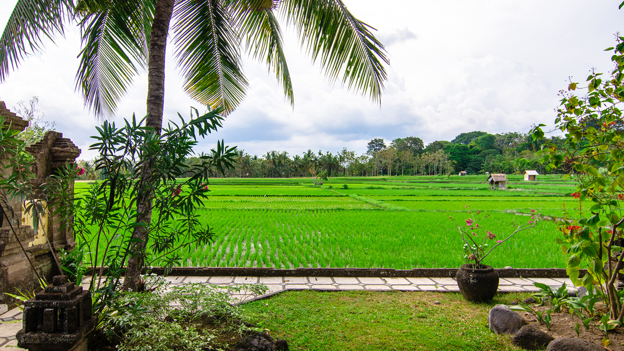 bali - green field hotel_udsigt_01