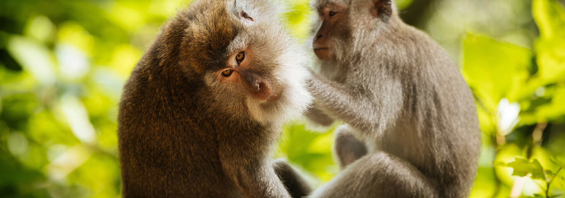 Bali Aber Ss 2447940895