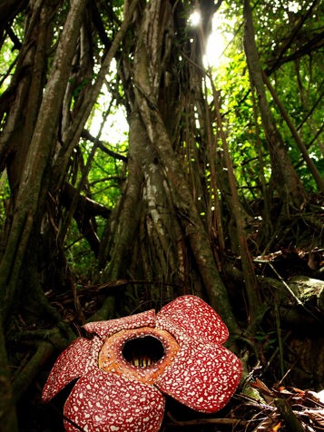 malaysia/borneo - borneo_rafflesia_blomst_01_hf