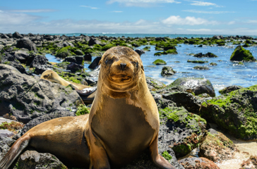 Galapagos_San Cristobal_soeloeve_03