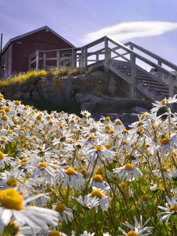 Ilulissat_blomster_01