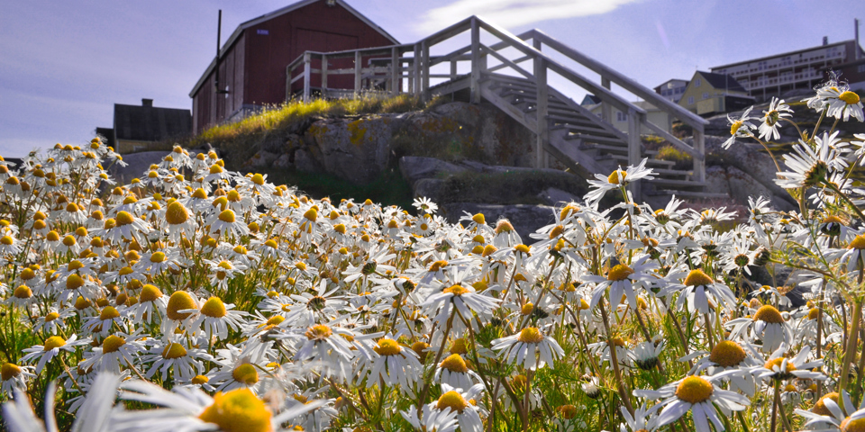 Ilulissat_blomster_01