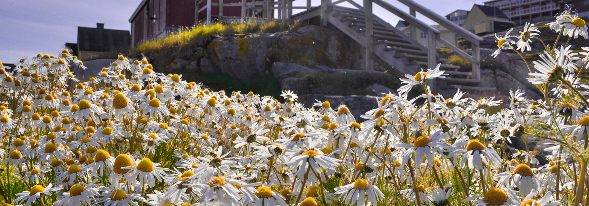 Ilulissat_blomster_01