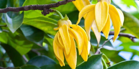 Ylang Ylang Flower