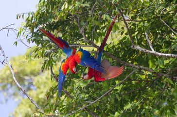 Costa Rica Osa Peninsula Scarlet Macaw Parrots Playing Upside Down In Tree