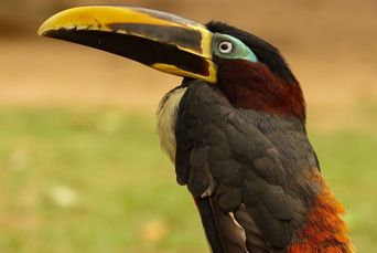 Colombia Los Llanos Fugl Vandret
