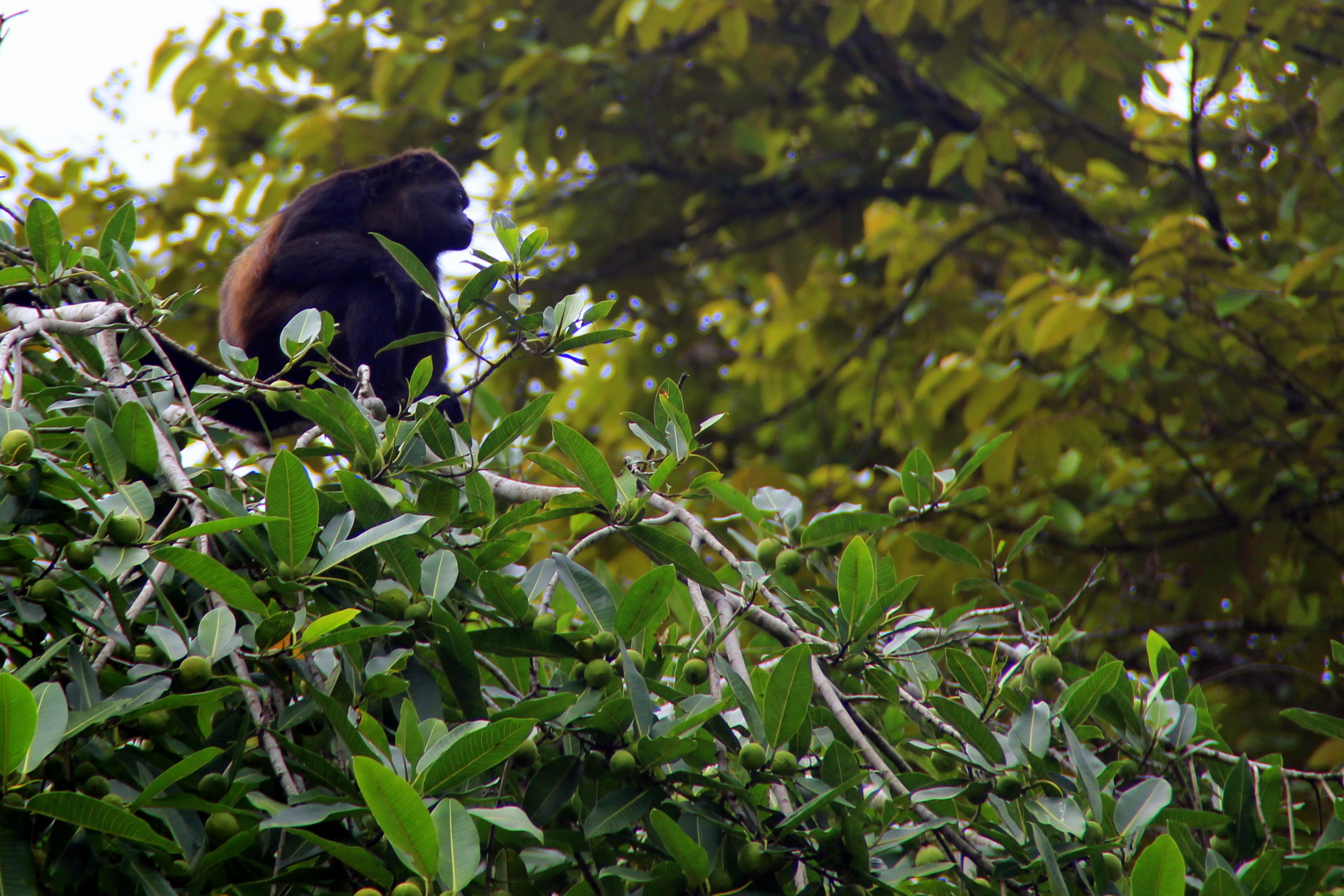 costa rica - Cano negro_wildlife reserve_05