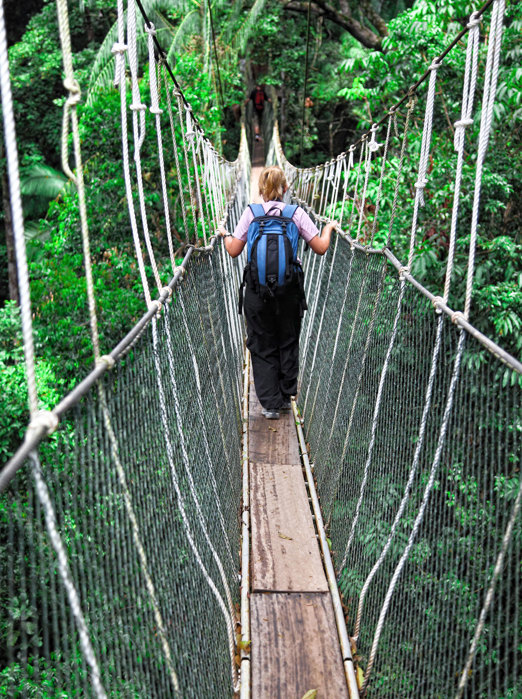 Canopy Bridge In Taman Negara