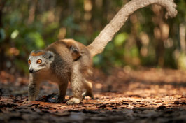 Crowned Lemur
