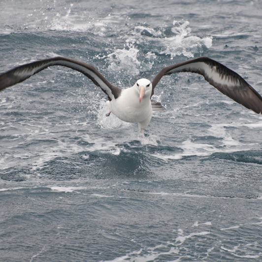 Der er også masser af havfugle omkring Antarktis, herunder albatrossen.