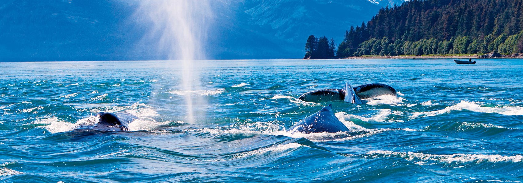 alaska_juneau_hval_01