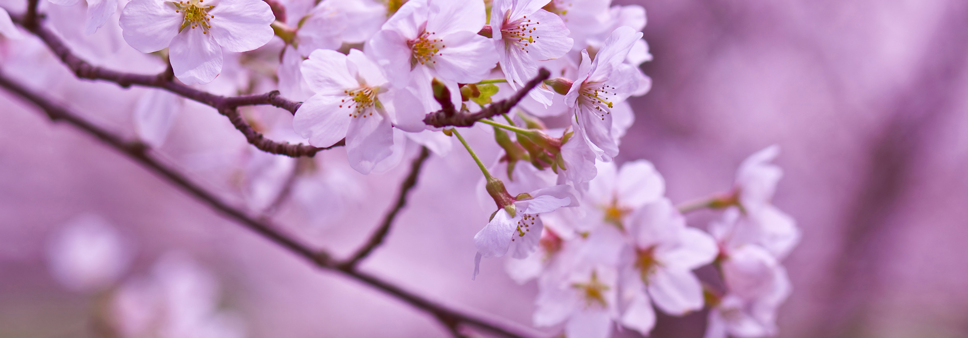 japan - japan_sakura_kisebaertrae_02