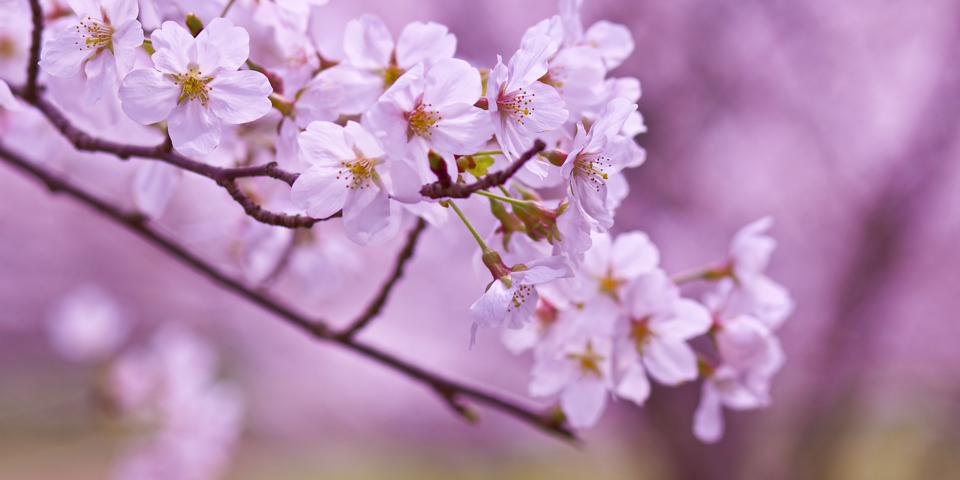 japan - japan_sakura_kisebaertrae_02