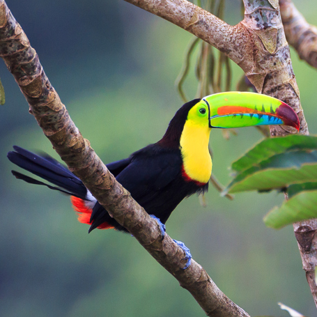 costa rica - tucan_03