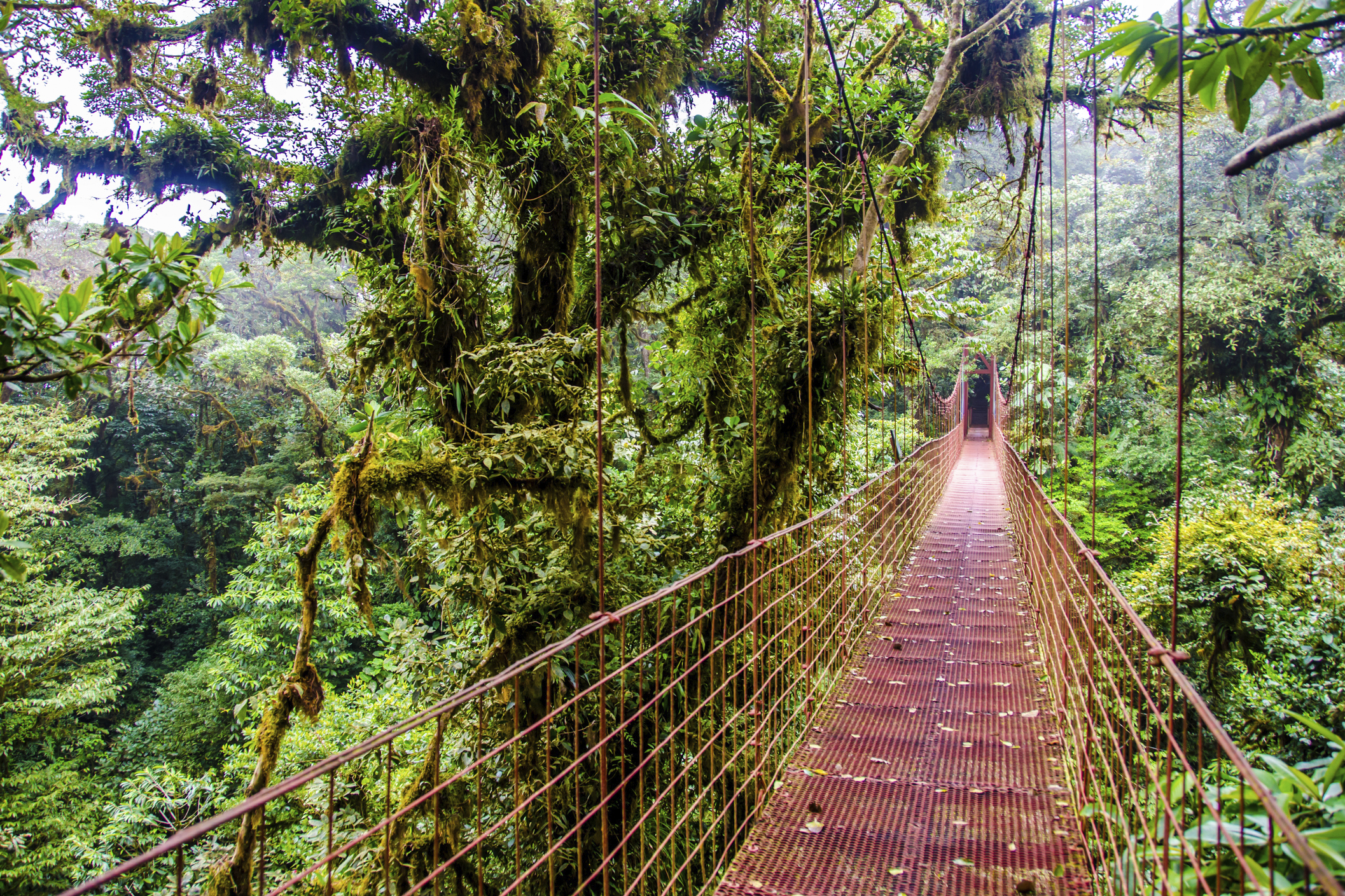 costa rica - monteverde_jungle_haengende_bro_08