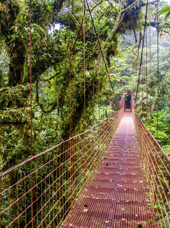 costa rica - monteverde_jungle_haengende_bro_08