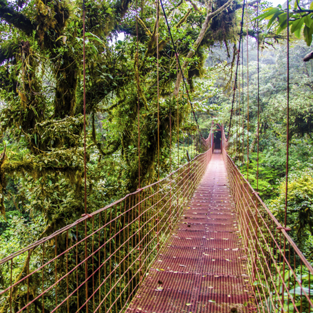 costa rica - monteverde_jungle_haengende_bro_08