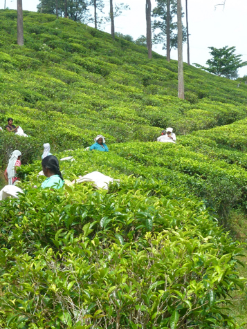Teplantage 