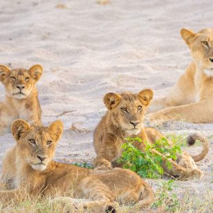 Chobe Game Drive02