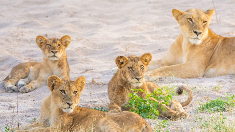 Chobe Game Drive02