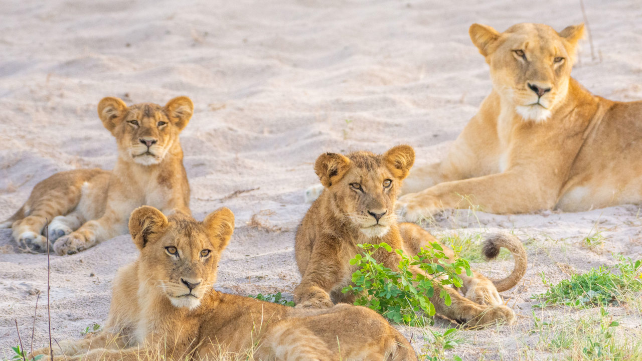 Chobe Game Drive02
