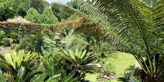 Azorerne_Furnas_Terra Nostra_05