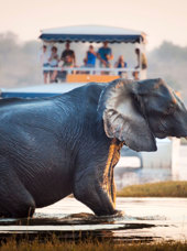 Chobe National Park Elefant