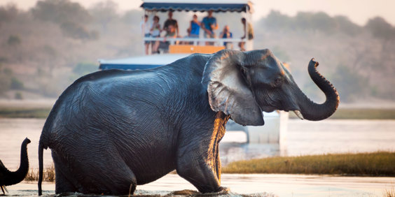 Chobe National Park Elefant