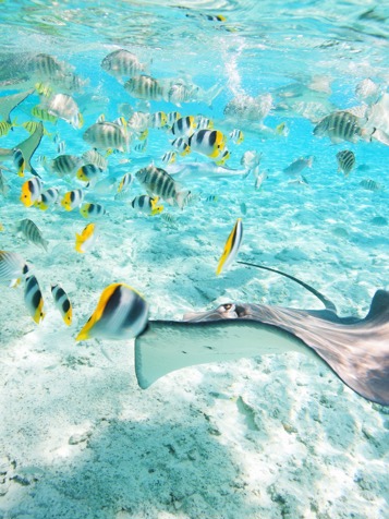fransk polynesien_hav_stingray_01