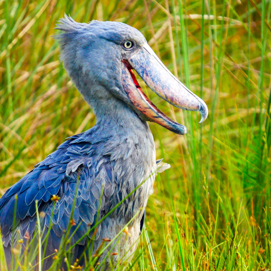 Uganda Entebbe Mabamba Swamp Lake Victoria Shoebill Bird