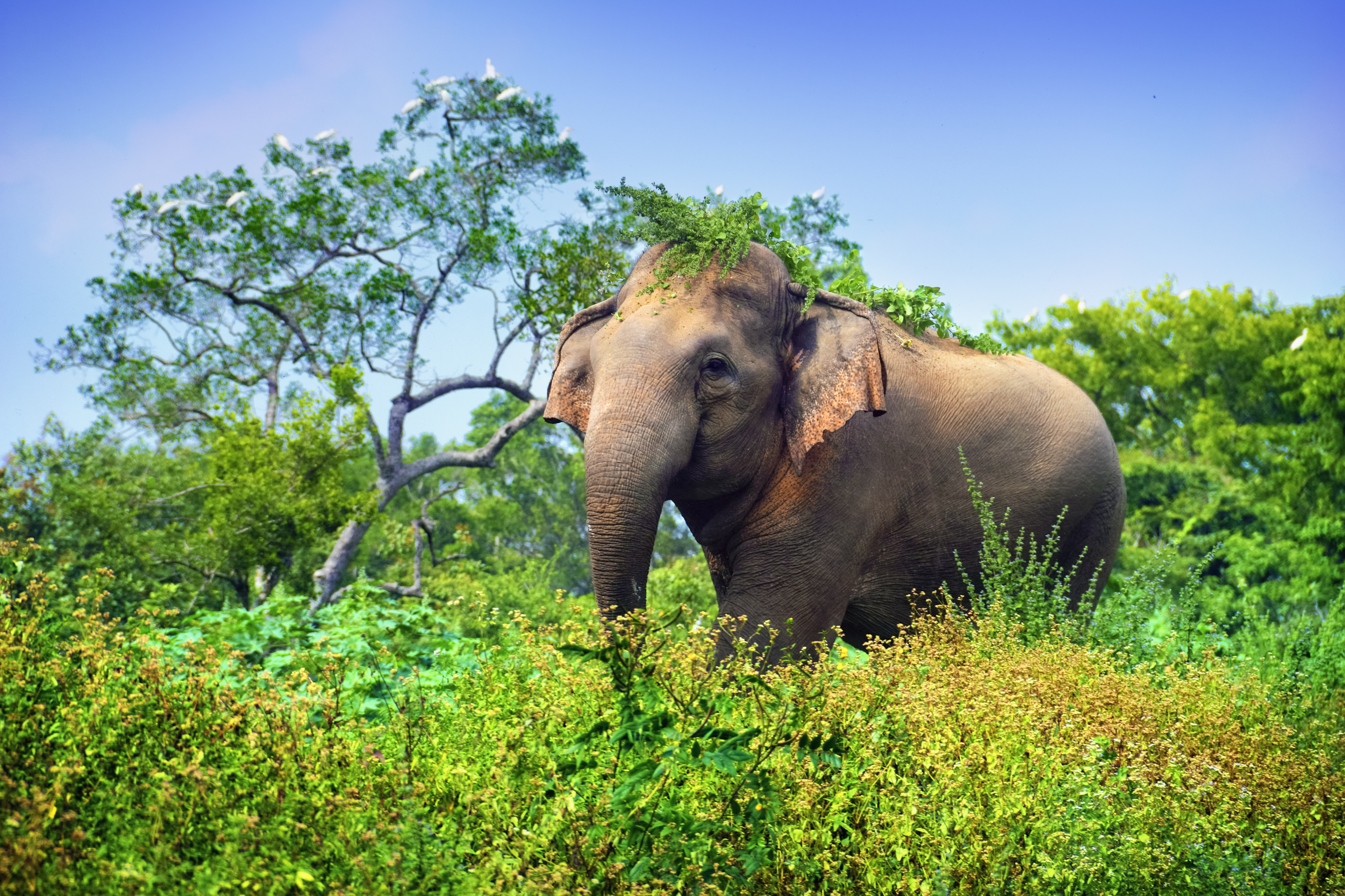 Elefant I Yala Nationalpark