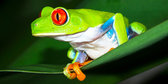 costa rica - tortuguero national park_froe_01