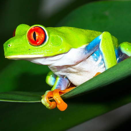 costa rica - tortuguero national park_froe_01