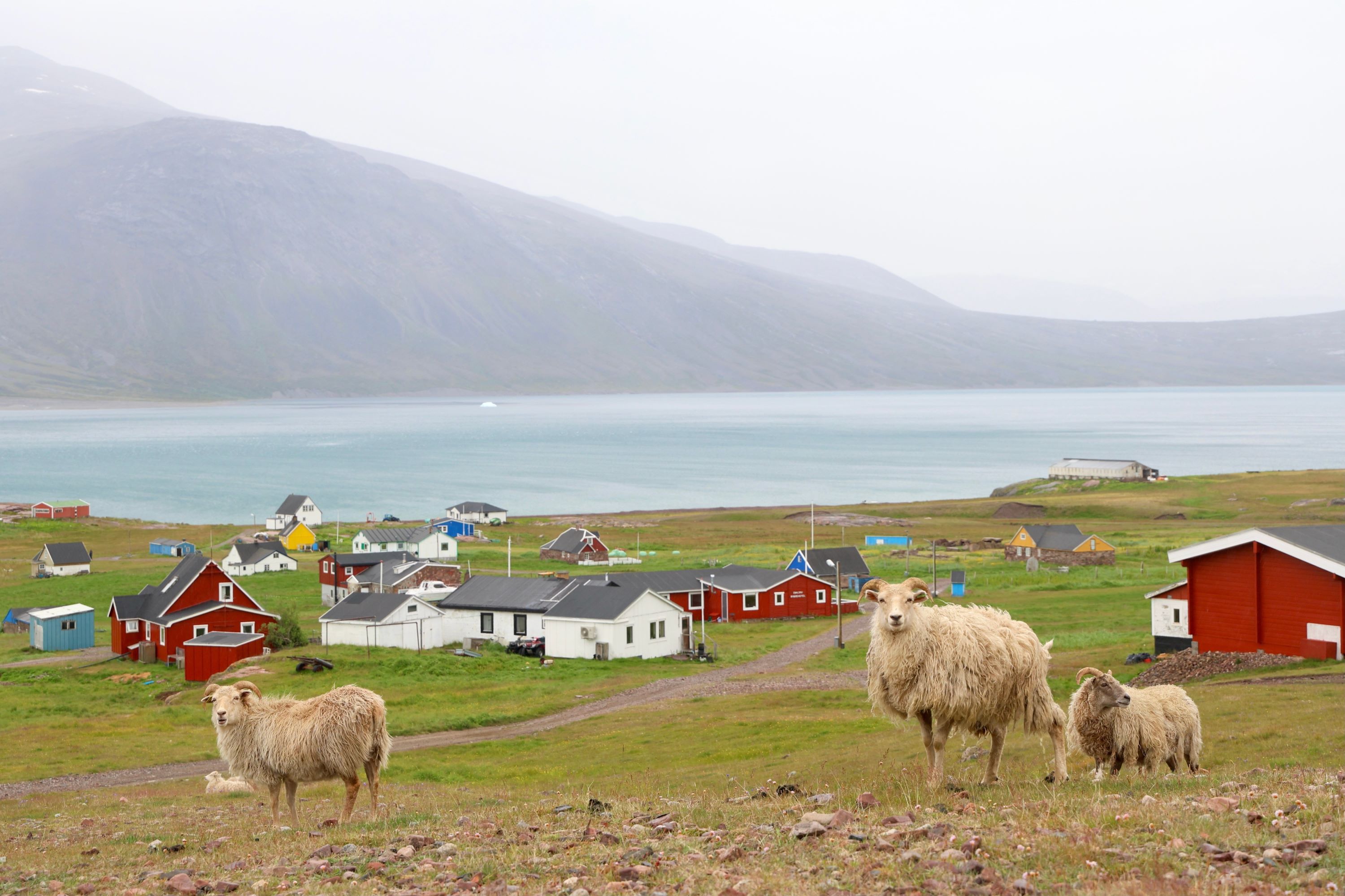 Igaliku Bygd Får 2513959737