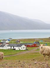 Igaliku Bygd Får 2513959737