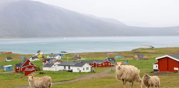 Igaliku Bygd Får 2513959737