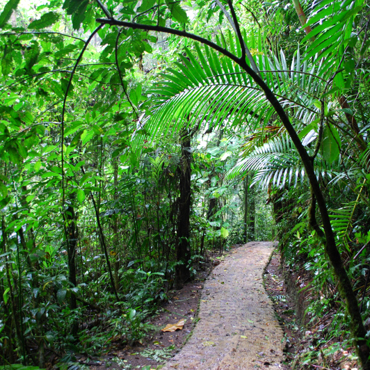 costa rica - monteverde_regnskov_03
