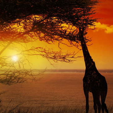 sydafrika - sydafrika_natur_baobab_trae_giraf_solnetgang_03_hf
