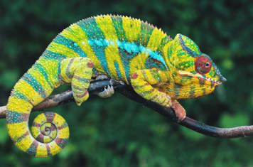 Madagaskar Chameleon Cc