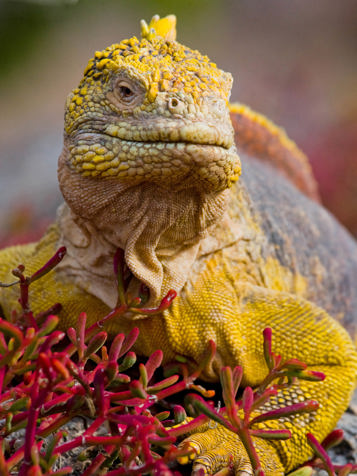 galapagos_leguan_23 (2)
